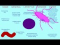 Bacterial Characteristics and Functions