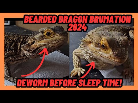 BEARDED DRAGON BRUMATION 2024 DEWORM AND SAY GOODBYE!!