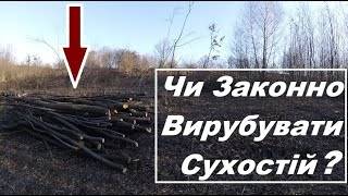 Чи Законно Вирубувати Сухостій 2026! Який штраф за збір дерев в лісі  штраф за сбор дров в лесу
