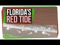 Understanding Red Tides in Florida