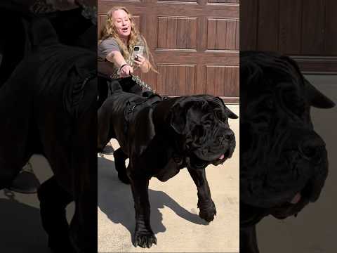 Massive Boerboel 203lbs Would you walk this Black Bear. #boerboel #bigdog @savagekingdomboerboels