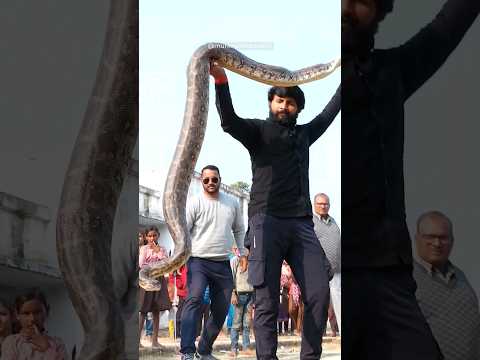 Rock Python Rescue in India