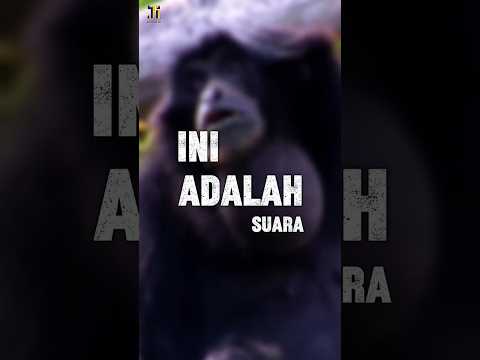 Ayo Lebih Tahu Tentang Suara Primata!