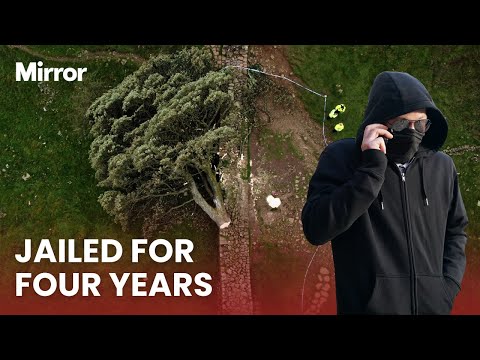 'Mindless' thugs jailed after cutting down famous Sycamore Gap tree