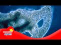 Understanding Protists and Their Functions