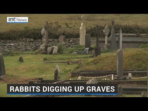 Colony of Rabbits causing havoc in Kerry graveyard