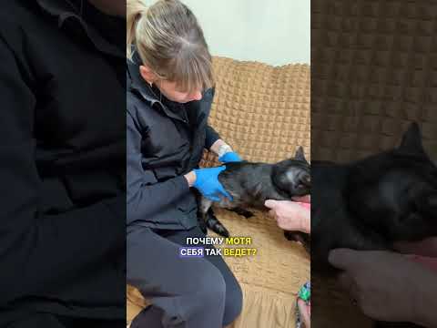 Кот потерял человека... #кошки #ветеринар #животные #дружба