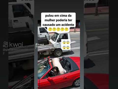 Porcolino desastrado 🤣🤣🤣🤣🤣