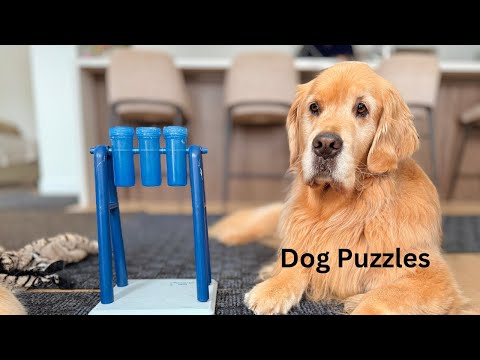 Dog Enrichment Puzzles For Bad Weather