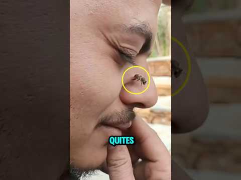 No te quites la Abeja de la nariz