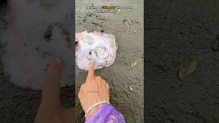 Fishermen Threw Away a Stingray 😢 But I Saved It 🙏