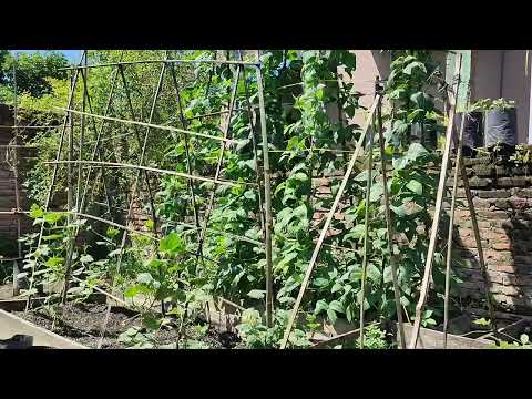 Berkebun di pekarangan #salampertaniantv