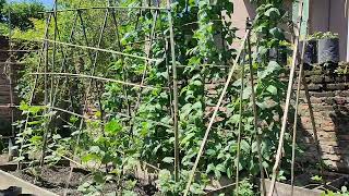 Berkebun di pekarangan #salampertaniantv