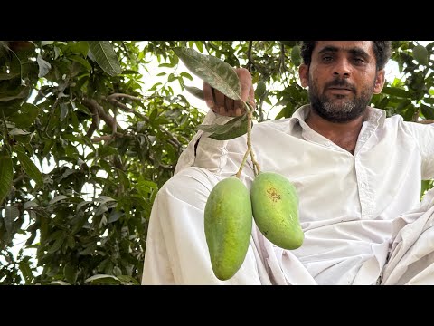Harvesting mangoes from tree 🌳 🥭