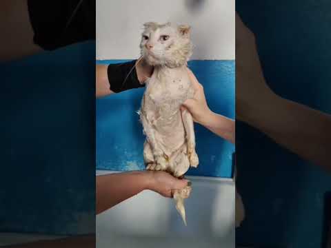 Спасение Белого Кота. Удивительные истории из жизни животных #спасениекотика