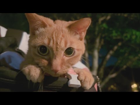 ヤモさんがいない夜　The Night Without Mr. Gecko