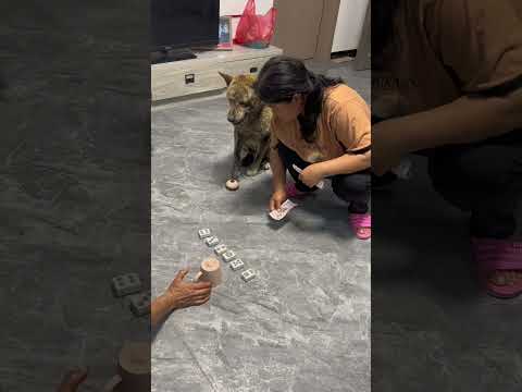 They dared to ask and answer one by one and finished my pocket money.😭 #vdpets #funny#shorts