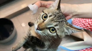 【直播】小浪猫误以为三花猫是失踪的妈妈，不顾一切从院墙上跳了下来｜李喜猫