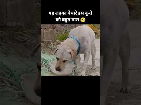 यह लड़का बेचारे इस कुत्ते को बहुत मारा 🥹 #dogs #dog #animals #shorts