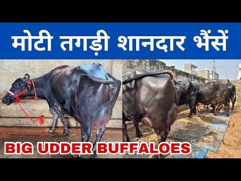 24-24 KG दूध की भैंसें, रेट जानोगे तो चौंक जाओगे || Ram Shyam Dairy Farm