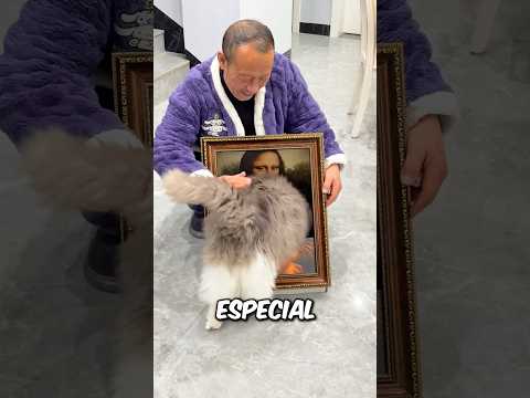 Os Gatos AMARAM as Camas! #curiosidades #incrível #animal #gatos