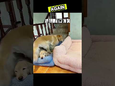 This Dog Won't Sleep Alone Without Friends!❤🥺 #shorts