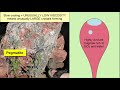 Viscosity and Magma Behavior Concepts