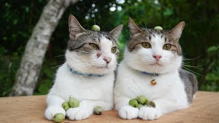 さるなしの実　のせ猫　250923
