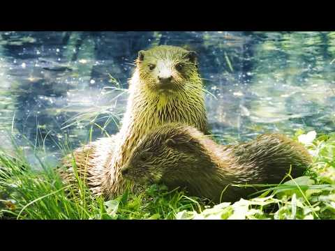 Otters are BACK in Netherlands !