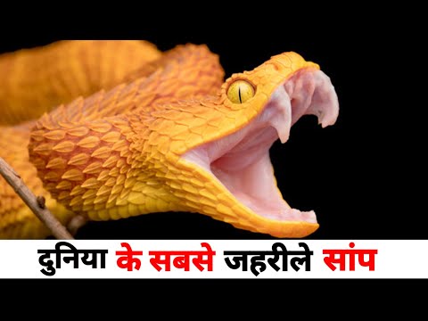 Most Venomous Snakes in the World | The most poisonous snakes in the world