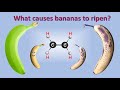 Banana Ripening and Ethylene Effects