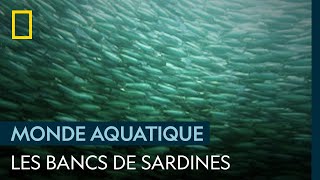 La force du nombre chez les sardines
