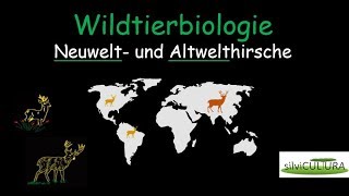 Jagd: Rehwild, Rotwild und Co