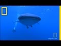 Whale Shark Behavior and Interaction
