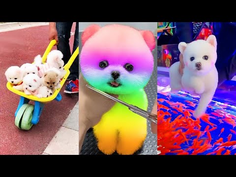 Funny and Cute Pets in the world 2024 | Colaboration  🐶🎀