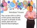 Viruses and Their Genetic Material