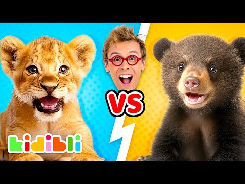 Lions VS Bears, Who's the strongest? 🦁🐻 | Animal Educational Videos for Children | Kidibli