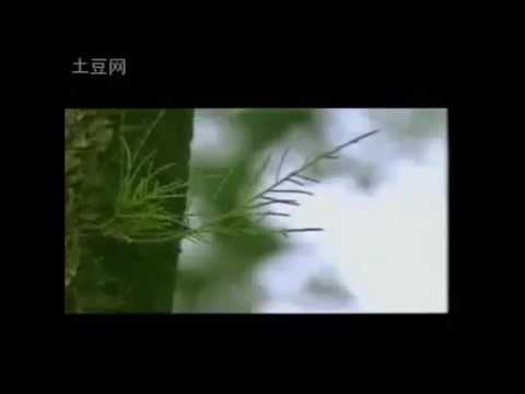 Ost. Kera sakti - hwu gin wa