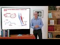 Muscle Function in Walking Mechanics