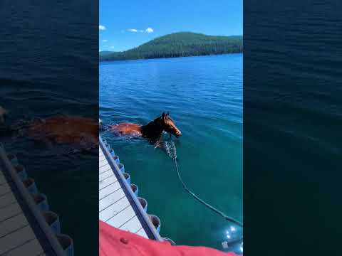 Helping horses swim by doing