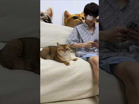 Funniest kitten moments 😂 Funny cats and dogs videos 😺🐶 part 167