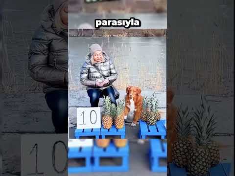 Köpeğin Satış Becerileri
