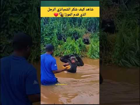 شاهد كيف شكر الشمبانزي الرجل الذي قدم الموز! #animals