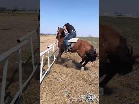 EQUESTRIAN THRILLS ... #equestrian #rider #shorts #viralshorts