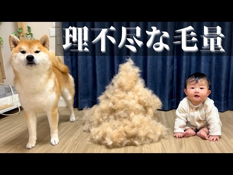過去最高に抜けた！その体のどこに大量の毛を隠し持ってた？！