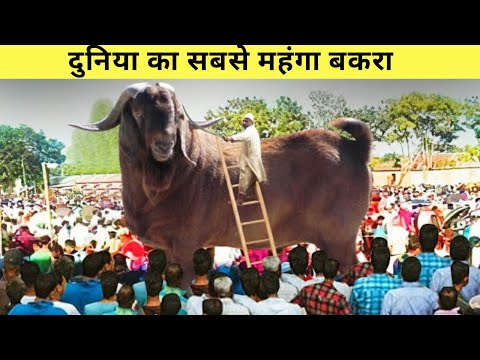 दुनिया का सबसे महंगा बकरा ||Biggest goat in the world ! most expensive goat || #shorts #goat