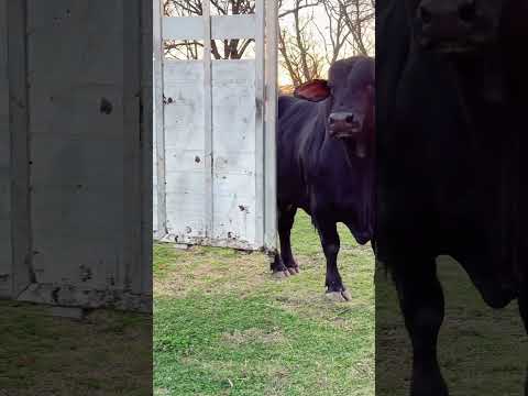 Casanova al ver traila piensa que se van a llevar animales y eso no le gusta