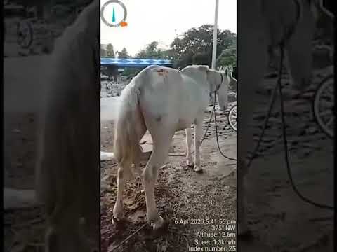 Rehabilitating Horses Kolkata