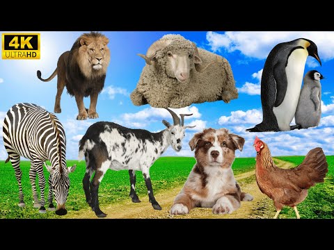 Amazing Farm Animals: Lion, Zebra, Dog, Goat, Chicken, Sheep, Penguin - Animal Sounds