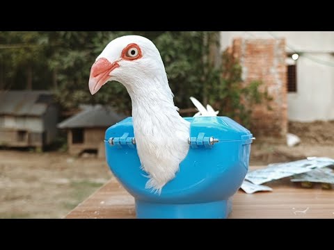 Pigeon treatment is live!